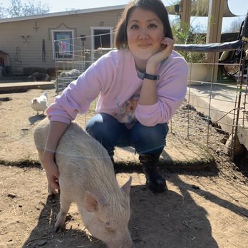 SoCalMiniPigs - Pet Breeders Near Me - Valley Center, California SoCalMiniPigs - Pet Breeders Near Me - Valley Center, California