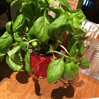 Goode Brothers - Cute decoration ! Potty Basil ! - Bars Near Me - Auckland, AUK