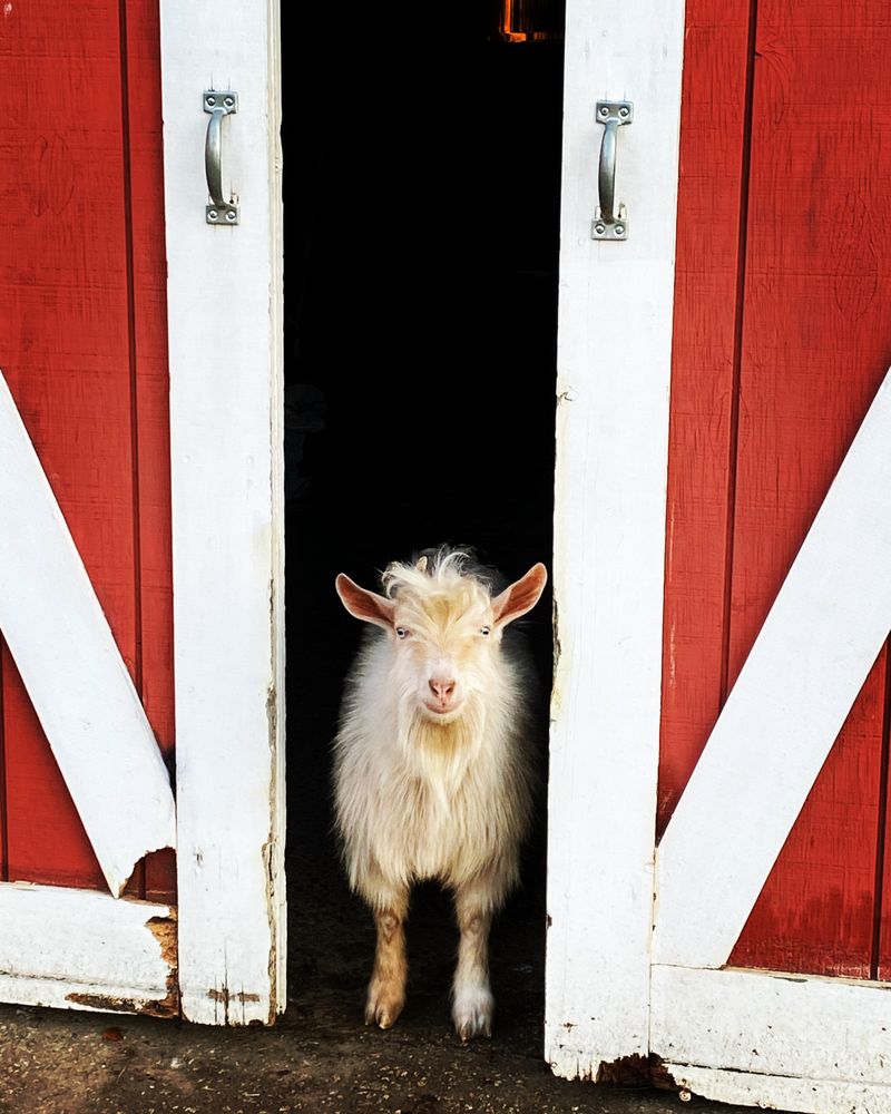 THE FEATHERED FARM Updated September 2024 18 Photos 3620