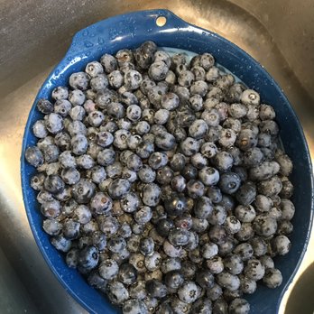 G and S Orchards - Early August blueberries - Pick Your Own Farms Near Me - Walworth, New York