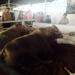 Expo Ganadera - Toros, Expo Ganadera 2014.