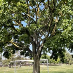 Soccer field