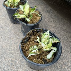 McKay Nursery - Paid $35 per plant for these 2" tall plants that have burnt leaves. Said "3gal" they could be 1 gal plants