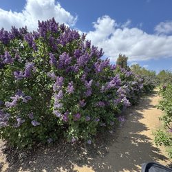 Kilcoyne Lilac Farm
