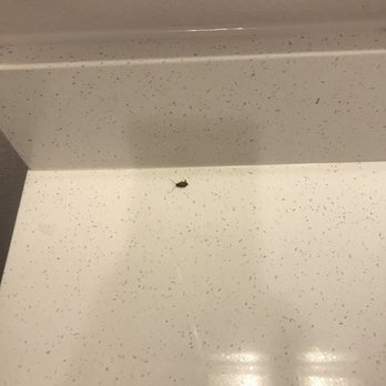 Farmhouse Apartments - Baby roach - Apartments Near Me - Austin, Texas Farmhouse Apartments - Baby roach - Apartments Near Me - Austin, Texas