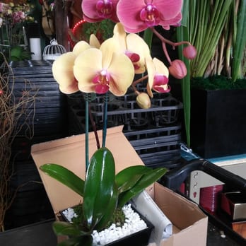 Flora Clay - For my aunt! - Florists Near Me - Los Angeles, California Flora Clay - For my aunt! - Florists Near Me - Los Angeles, California