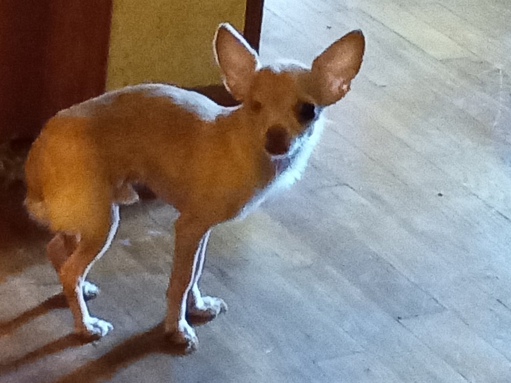 TLC DOG WALKING AND BOARDING Request a Quote 606 Chickasaw