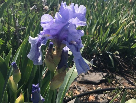 Nola's Iris Garden by null