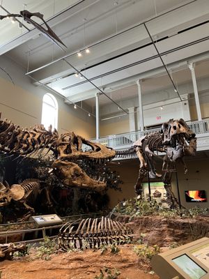 Carnegie Museum of Natural History by null