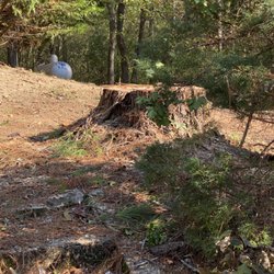 C & C Tree Service - They repaired the gas line and smoothed out the ground, cleaned up well, and didn't leave us with a 5' tall stump.