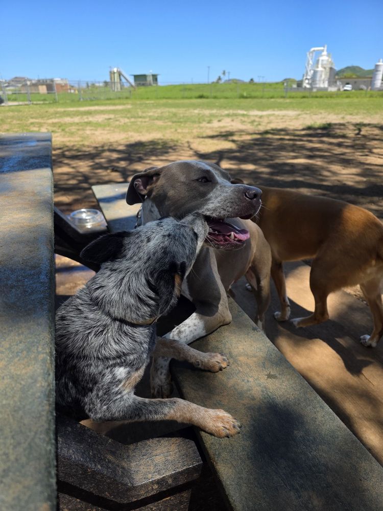 Windward Dog Park Logo