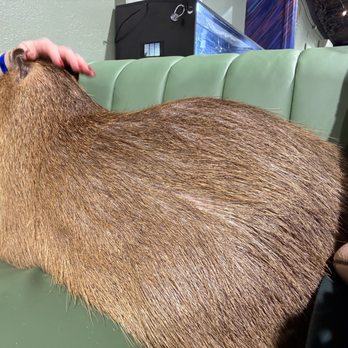 Capybara Cafe - Themed Cafes Near Me - St. Petersburg, Florida Capybara Cafe - Themed Cafes Near Me - St. Petersburg, Florida