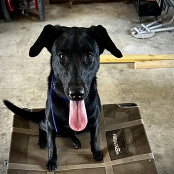 Red River Kennels - Pet Training Near Me - Judsonia, Arkansas Red River Kennels - Pet Training Near Me - Judsonia, Arkansas