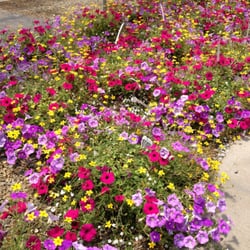 Carolina Gardens