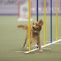 Photo of JShannon Pet Services