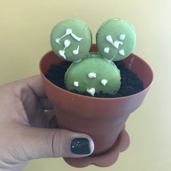 Oh My Pan Bakery & Cafe - The cutest succulent in a pot!!!! - Bubble Tea Near Me - San Gabriel, California Oh My Pan Bakery & Cafe - The cutest succulent in a pot!!!! - Bubble Tea Near Me - San Gabriel, California