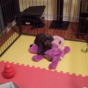 Harraden's Dobieden - Babee Blue. Enjoying his space. - Pet Breeders Near Me - Dover, North Carolina