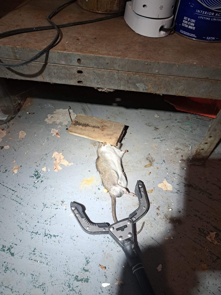 LUIS PEST & HANDY SERVICES Updated June 2024 Request a Quote 13