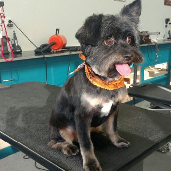 Meadows Pet Care - My shy little fur baby Sir Charles Bronson!!! Best groom experience ever. I found my grooming home - Pet Groomers Near Me - San Marcos, California Meadows Pet Care - My shy little fur baby Sir Charles Bronson!!! Best groom experience ever. I found my grooming home - Pet Groomers Near Me - San Marcos, California