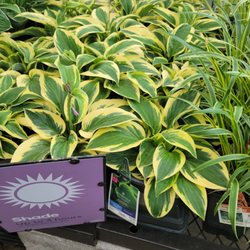 Lowe's Home Improvement - Plants