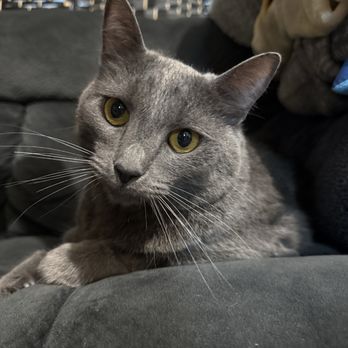 Veterinary Emergency Group - Shadow - Emergency Pet Hospital Near Me - San Ramon, California