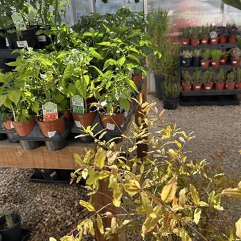 Creature's Plants and Coffee - Plants galore - Coffee & Tea Near Me - Los Angeles, California