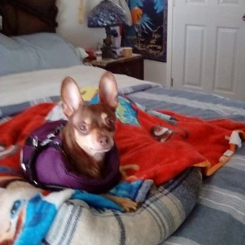 Pawsitively Holistic Healing - Holistic Animal Care Near Me Pawsitively Holistic Healing - Holistic Animal Care Near Me