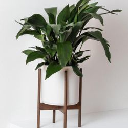Black Box Botanical - Cane Plant