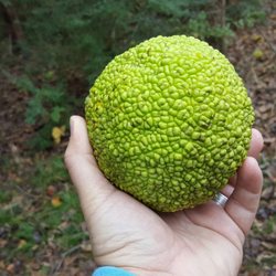 Osage Orange