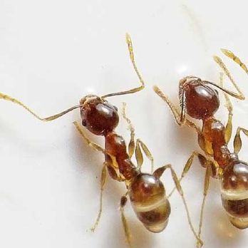 Tactic Pest Control - Pest Control Near Me
