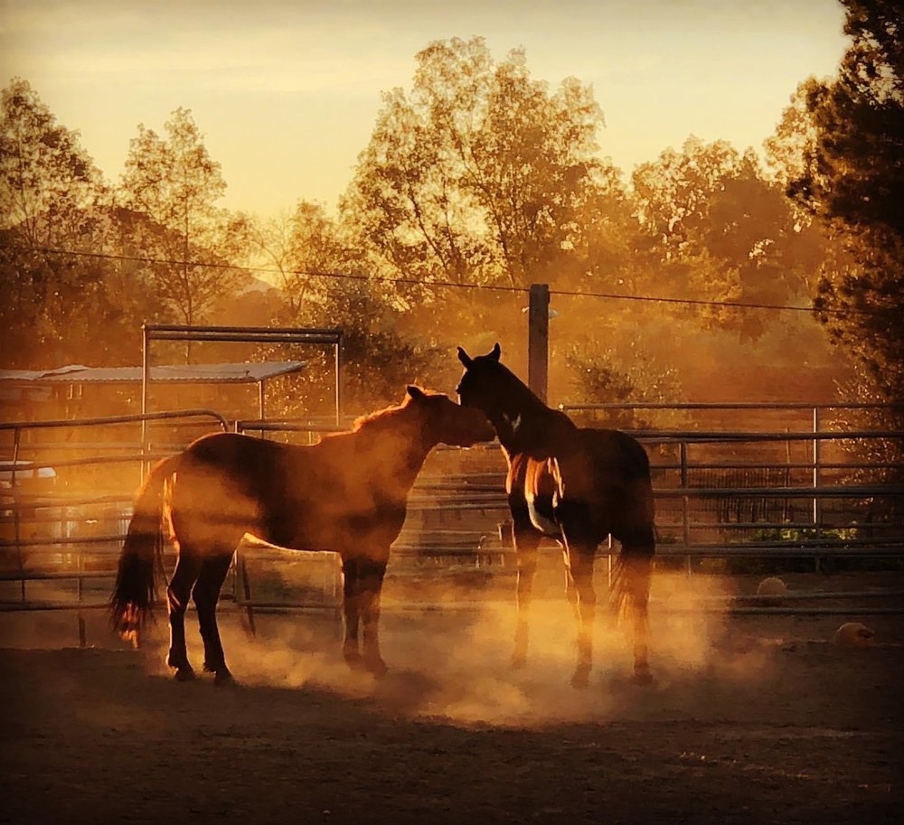 Erb Equine Services - equestrian in Elgin, OK