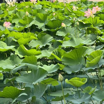 Ocean Palace - Lily Pond - Dim Sum Near Me - Houston, Texas Ocean Palace - Lily Pond - Dim Sum Near Me - Houston, Texas