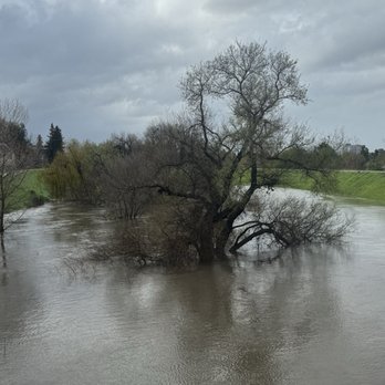 Guadalupe River Trail - Water is pretty high up the tree, but there's more capacity up the banks. - Hiking Near Me - San Jose, California Guadalupe River Trail - Water is pretty high up the tree, but there's more capacity up the banks. - Hiking Near Me - San Jose, California