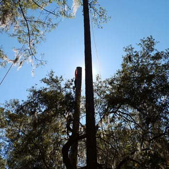 Giles Tree Service - Tree Services Near Me - Gainesville, Florida
