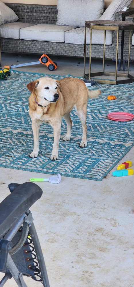 Mel & Pet Care - pet boarding facility in La Vernia, TX