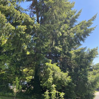 Randy's Tree Service - Before. - Tree Services Near Me