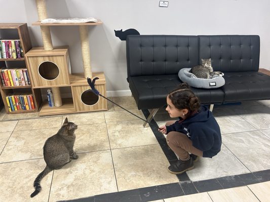 Kitty Cat Cafe and Adoption Lounge Inc by null