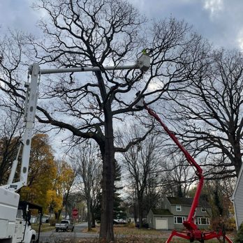 Mohr Tree Service - Tree Services Near Me - Rochester, New York Mohr Tree Service - Tree Services Near Me - Rochester, New York