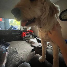 My Goldendoodle with a chunk of her tongue missing from being cut off.