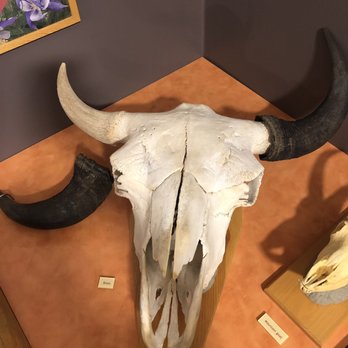 Rocky Mountain Elk Foundation - Bison skull - Museums Near Me - Missoula, Montana Rocky Mountain Elk Foundation - Bison skull - Museums Near Me - Missoula, Montana