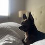 Photo of Hillsdale Animal Hospital