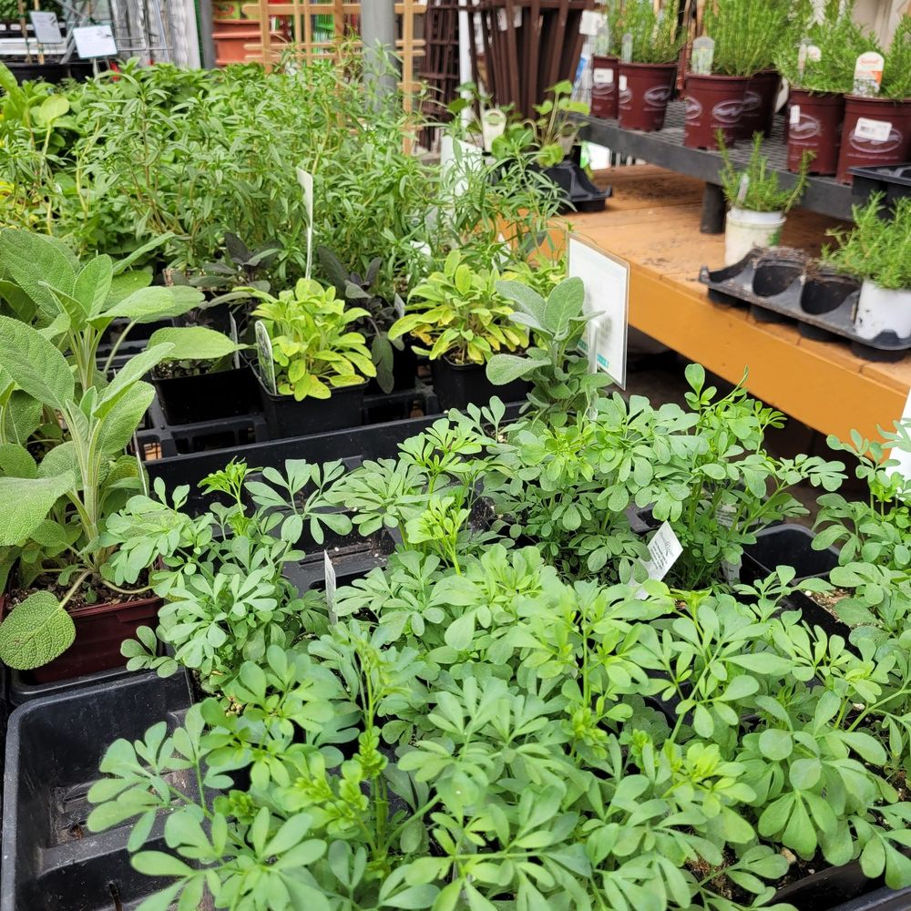 So many plants, so little time.