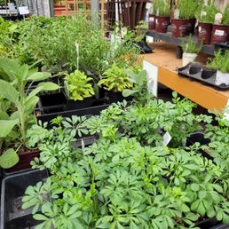 So many plants, so little time.