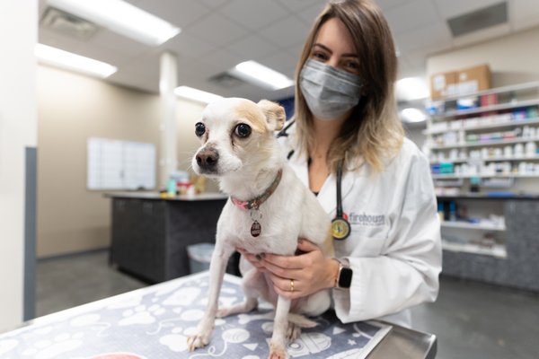 Firehouse Animal Health Center 26 Photos 14 Reviews Veterinarians 166 Hargraves Dr Austin Tx Phone Number