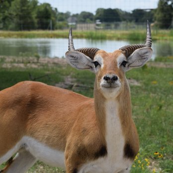 Aggieland Safari - Zoos Near Me - Bryan, Texas
