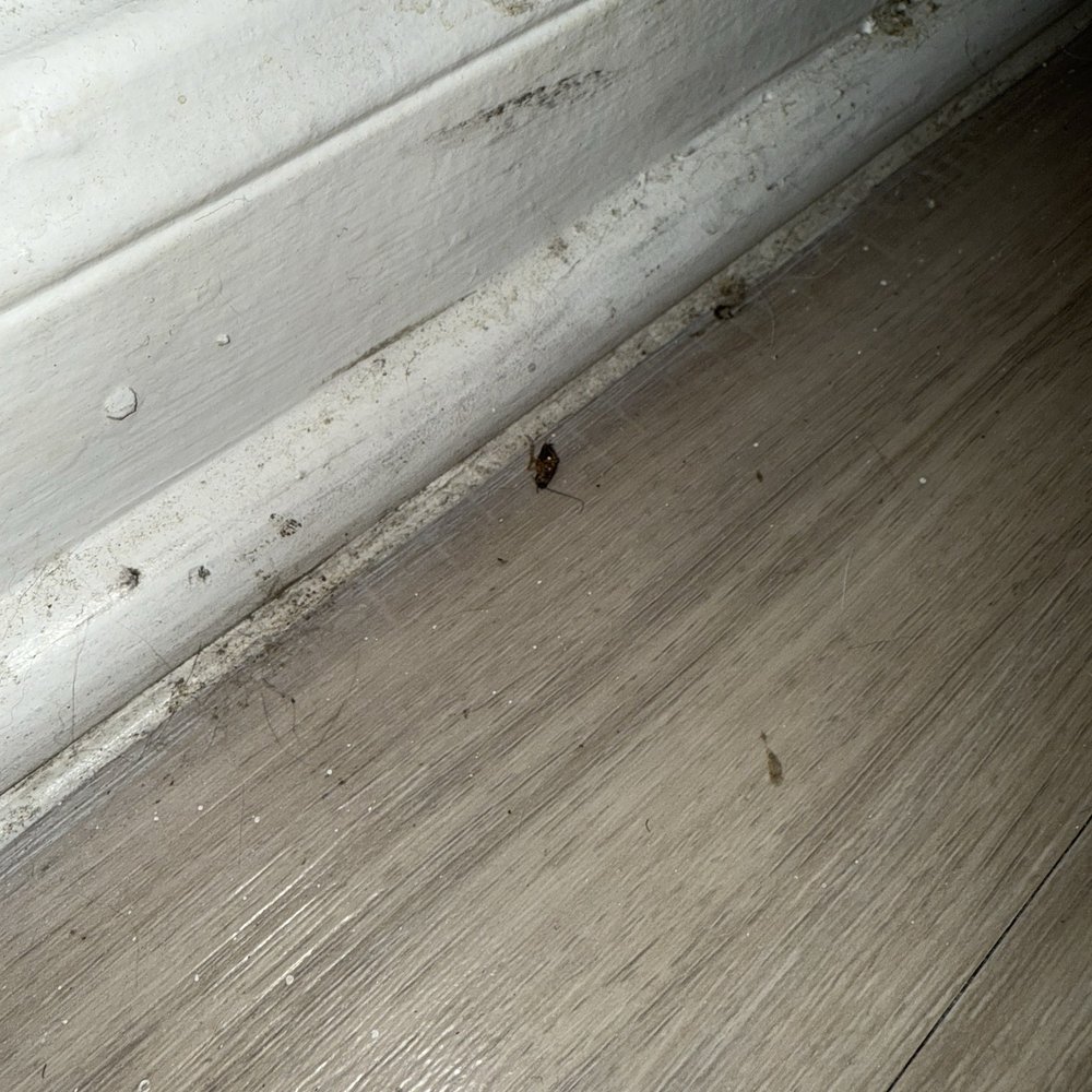 Preston Peak - Dead cockroach - Apartments Near Me - San Antonio, Texas Preston Peak - Dead cockroach - Apartments Near Me - San Antonio, Texas