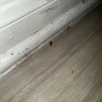 Preston Peak - Dead cockroach - Apartments Near Me - San Antonio, Texas