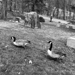 Allegheny Cemetery