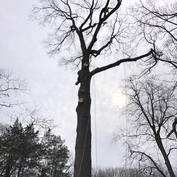 Santa Elena Tree Services - Tree Services Near Me - Falls Church, Virginia Santa Elena Tree Services - Tree Services Near Me - Falls Church, Virginia