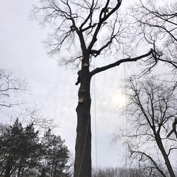 Santa Elena Tree Services